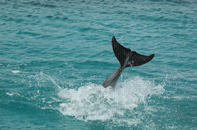 curacao 029.jpg